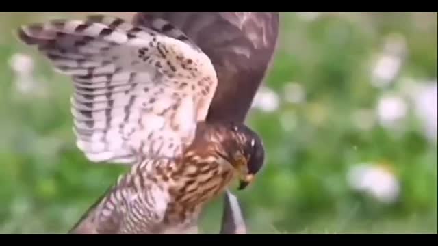 Gliding is also very handsome