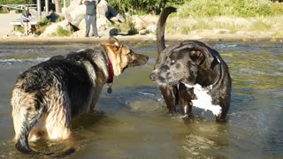 Connor the German Shepherd playing in Lake Tahoe