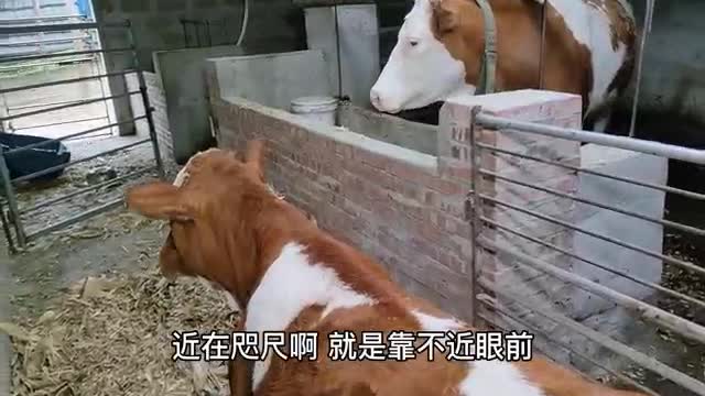 calf looking at mother