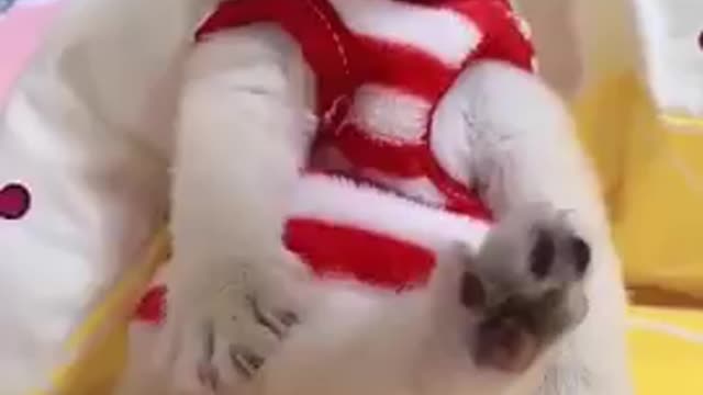 It's best cat funny video