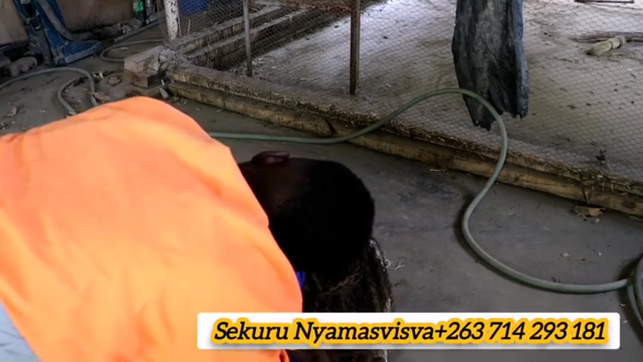 Zim man stuck with a married woman