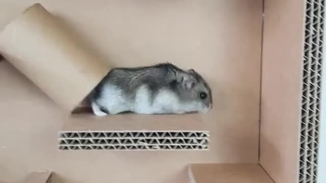 Hi! #hamster #parkour #DIY #foryou