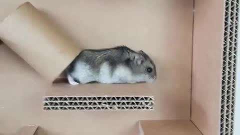 Hi! #hamster #parkour #DIY #foryou