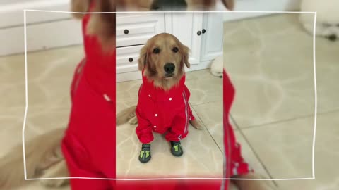 Golden Retriever plays PUBG and immediately plays the upper body