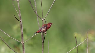Strawberry Finch Singing.