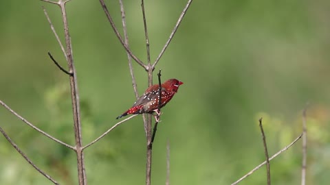 Strawberry Finch Singing.