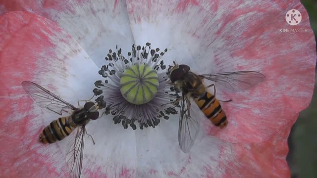 Beautiful flowers and bees