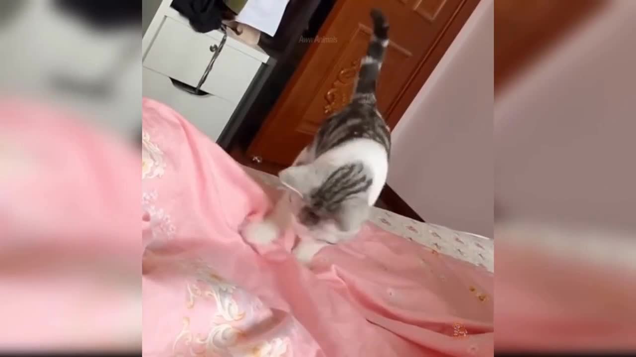 Funny Cat Video #4