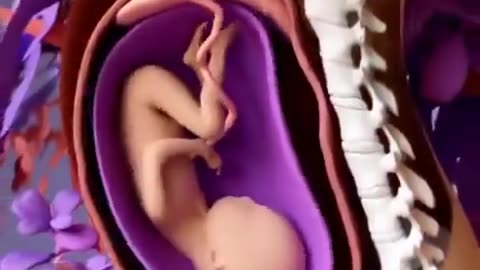 How a baby grows inside the womb