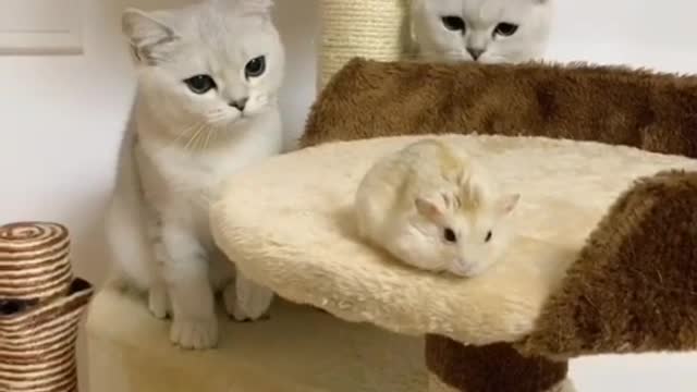 Two hide and seek kittens