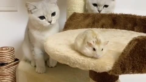 Two hide and seek kittens