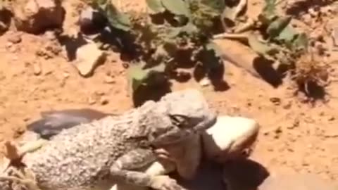 "Speedy Escape: Lizard Dashes Off Right After Mating!"