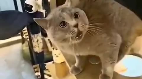 Cute cat