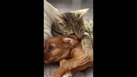 Cute Cat and Dog (short)