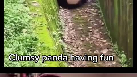 I wish all pandas would be nice and unharmful