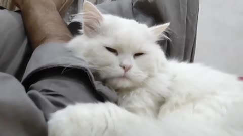 beautiful cat. !How cute the cat looks while resting on its owner's hand