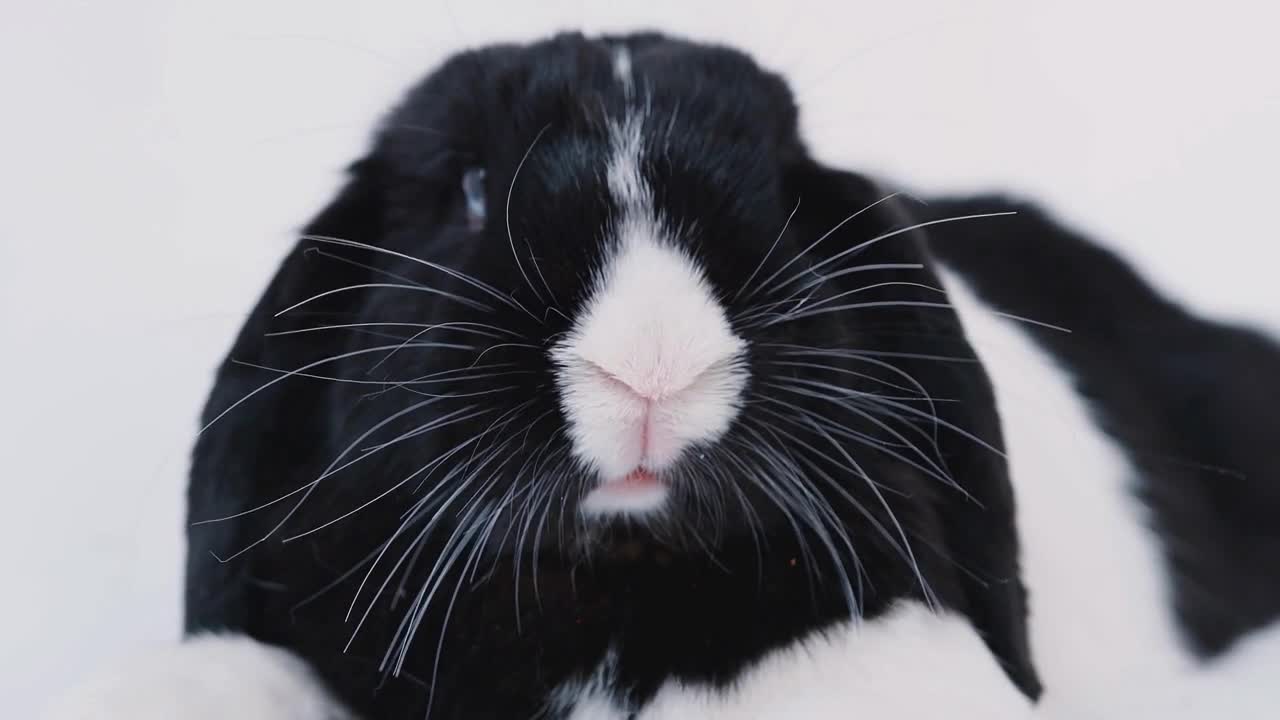 Studio Close Up Of Miniature Black And White Flop Eared Rabbit On White Background