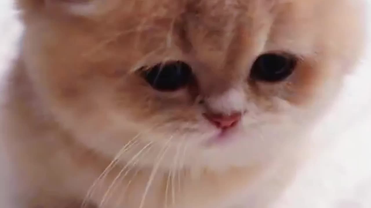 Cute cat video ❤️😁