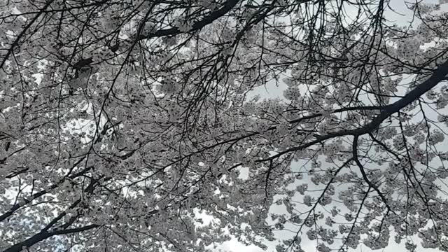 Cherry blossom viewing