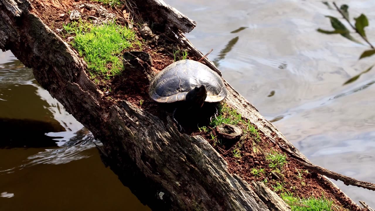 Reptiles in Stunning 4K 60 FPS