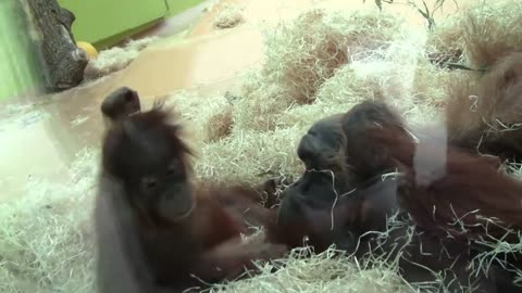 Baby playing with mother