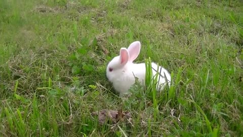 Rabbit playing in the garden