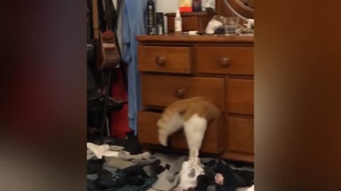 PRANK WITH CATS AND DOGS😂