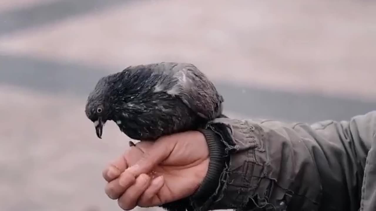 Hands Feeding Pigeons#viral10m #shortfeed