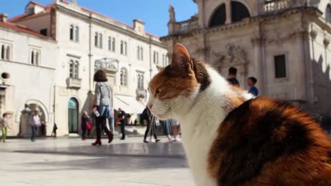 Cat sits and watches tourists pass by on the old town's famous Stadrun Street. Focus on cat