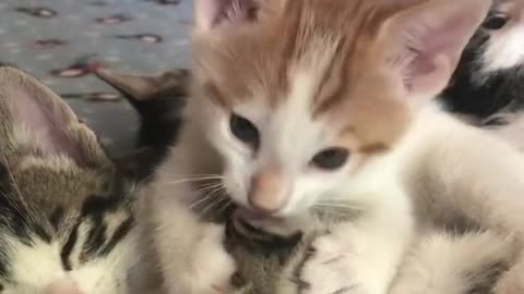 meowing cats,cats trailer,cats