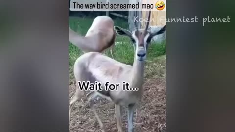 Funny dogs and cats videos
