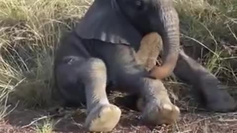Cute Elephant Baby Compilation