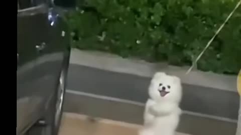 Viral pet funny videos
