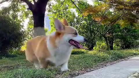 One me, one dog, we're all single dogs