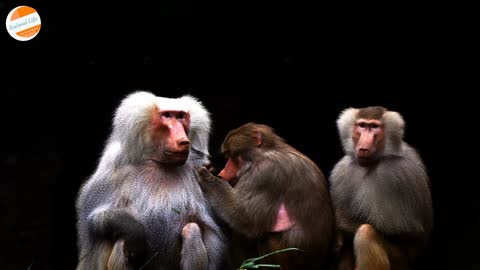 Baboons Chilling Out