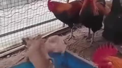 Russia vs Ukraine fight🤣🤣