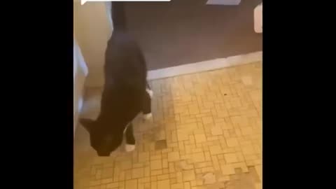 Hilarious Cats! Gotta Watch!