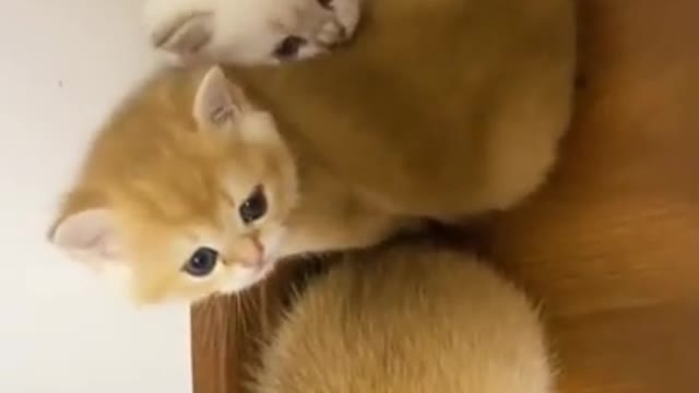 🤣LAUGH TO FAINT😹CATs will make you LAUGH all day😹 - Funny Cats Life