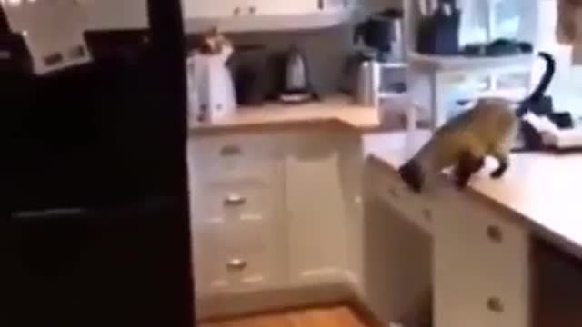 Don't worry person, the cat will solve your problem