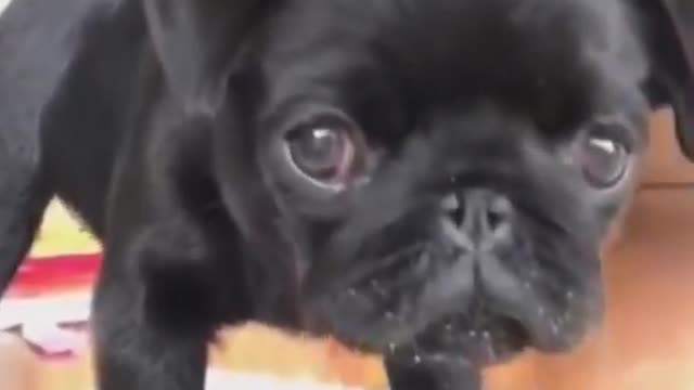 Celo Pets - Animais Engraçados