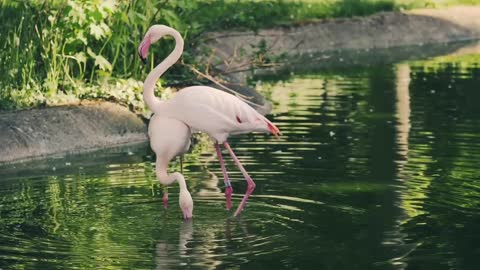 Cute dancing