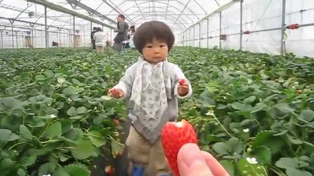 Strawberry Picking イチゴ狩り #102, Ibuki 1