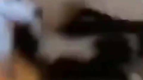 funny cate and dogs