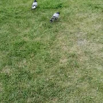 Two pigeons share something.