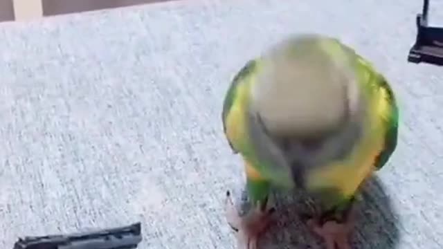 Parrot May Be the World's Smartest