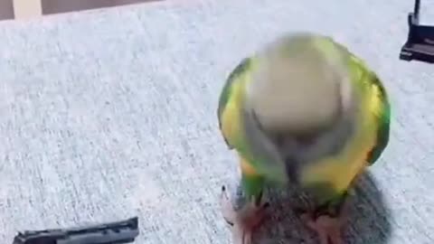 Parrot May Be the World's Smartest