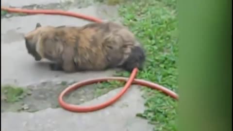 Funniest Animals Best Funny Animal