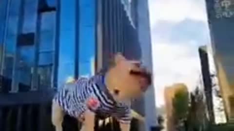 SKILLED DOG FULL OF ENERGY