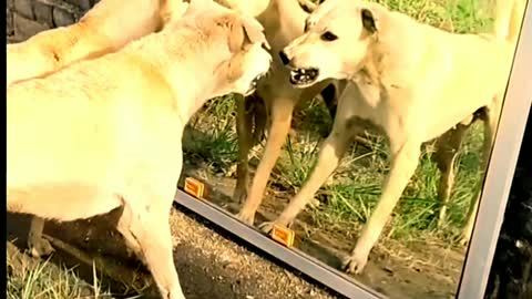 Dog and mirror funny video