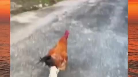 Funny chicken wearing shoes